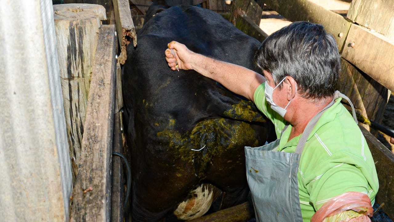 Melhoramento genético é alternativa para impulsionar a cadeia produtiva de leite em Palmas