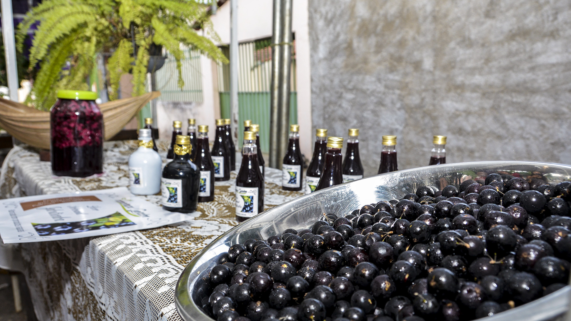 Concurso  elegerá o melhor prato a base de Jabuticaba no I Circuito Gastronômico da Jabuticaba