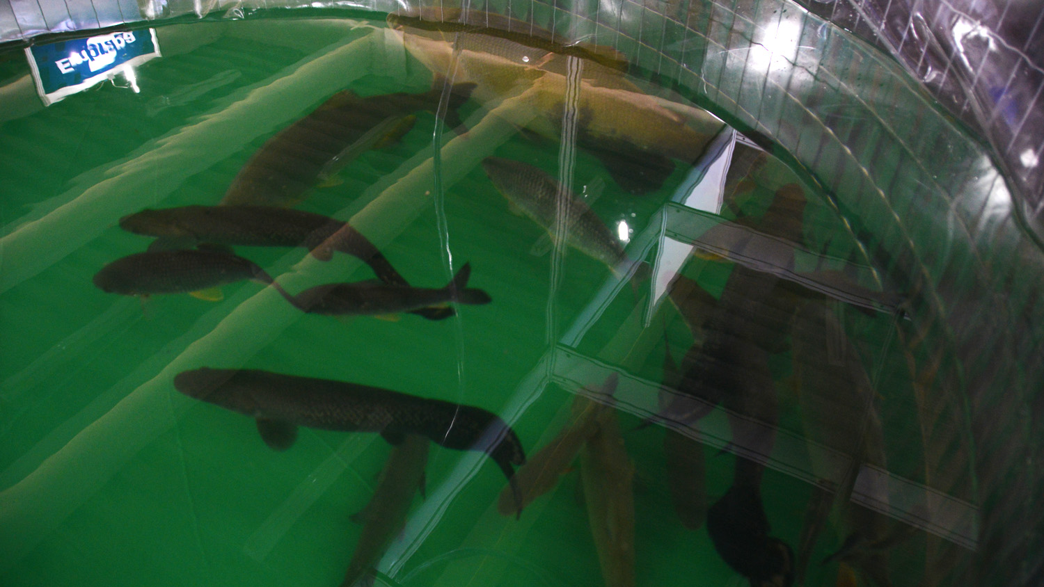 Seder oferece assistência técnica para produção de peixes em dias nublados