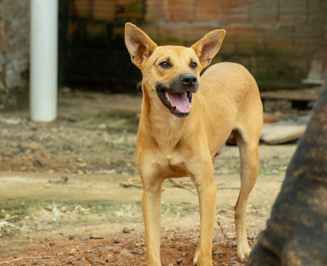 Cães Vira-Lata Caramelo são maioria dos disponíveis para adoção em Palmas