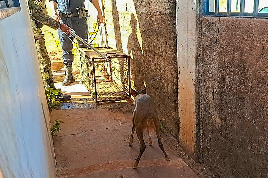 Guarda Metropolitana Ambiental de Palmas resgata filhote de veado ferido