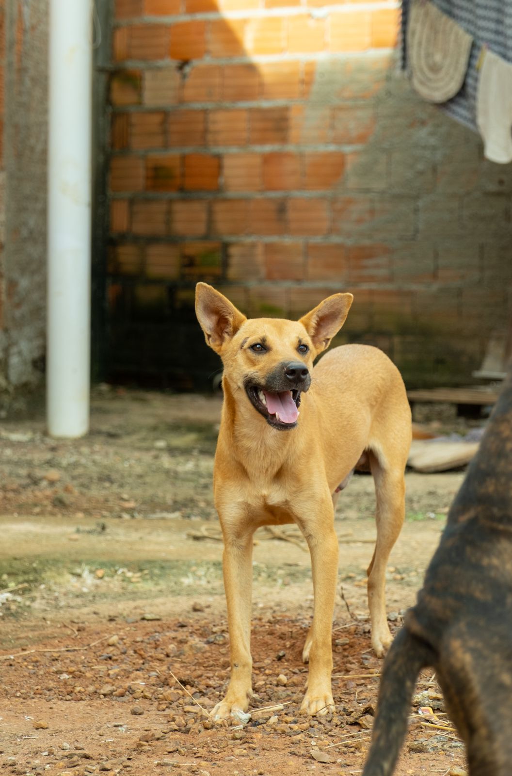 Vira-lata disponível para adoção nas ações promovidas pela Prefeitura