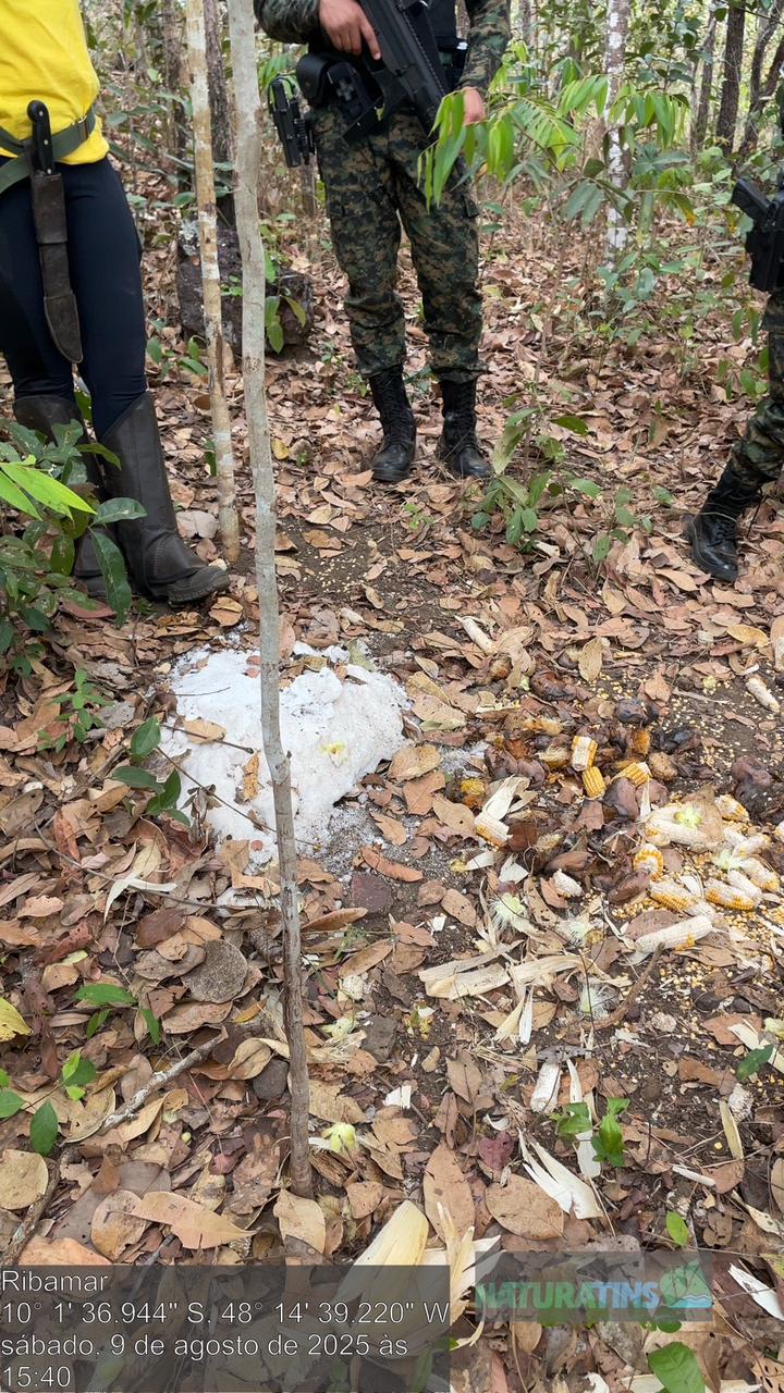 Sal, milho e mangas dispostos estrategicamente para atrair animais silvestres com o objetivo de abatê-los.