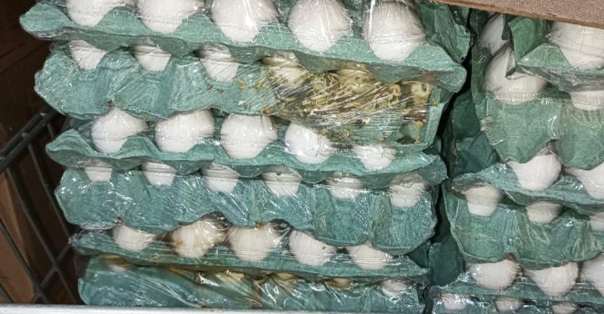 Fiscalização também flagrou ovos com aspecto repugnante, quebrados, coloração alterada e odor pútrido / Foto: Divulgação Semus