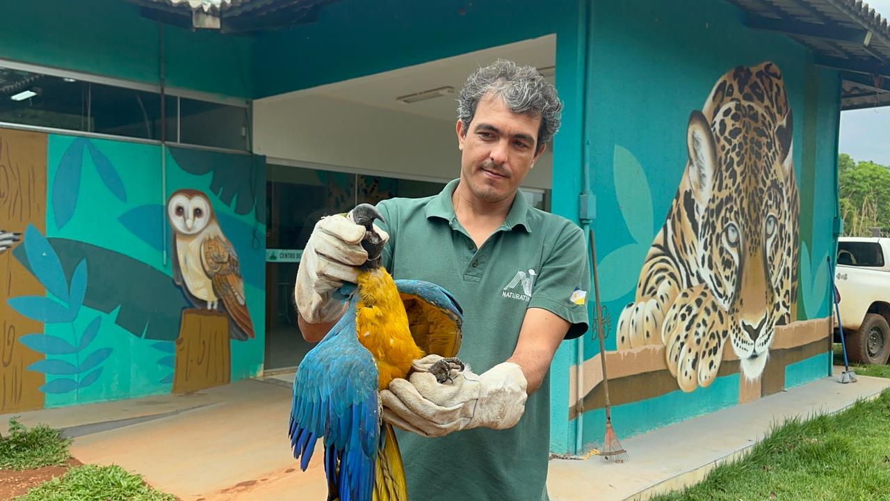 Animal foi levado para o Centro de Fauna do Tocantins 
