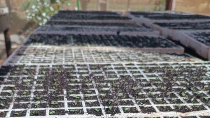 Serão beneficiadas pelas mudas cinco hortas da da região norte e três hortas da região sul de Palmas