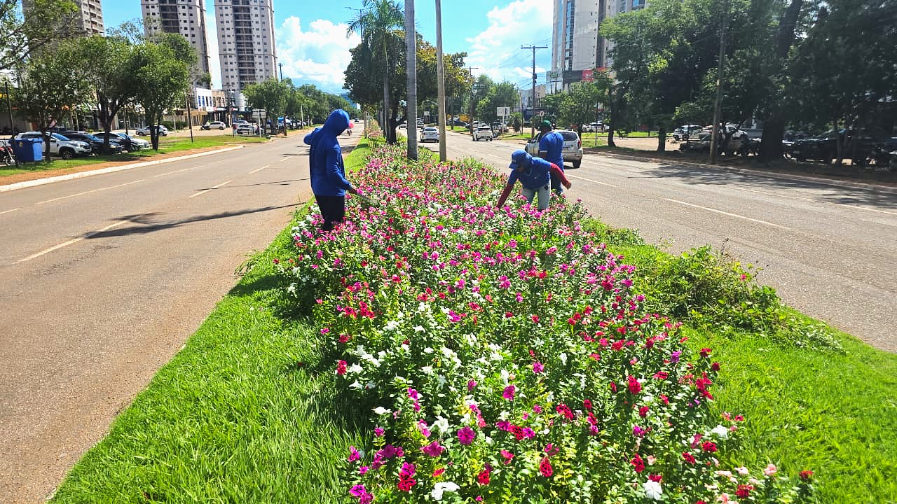 Manutenção e plantio no canteiro da Avenida JK