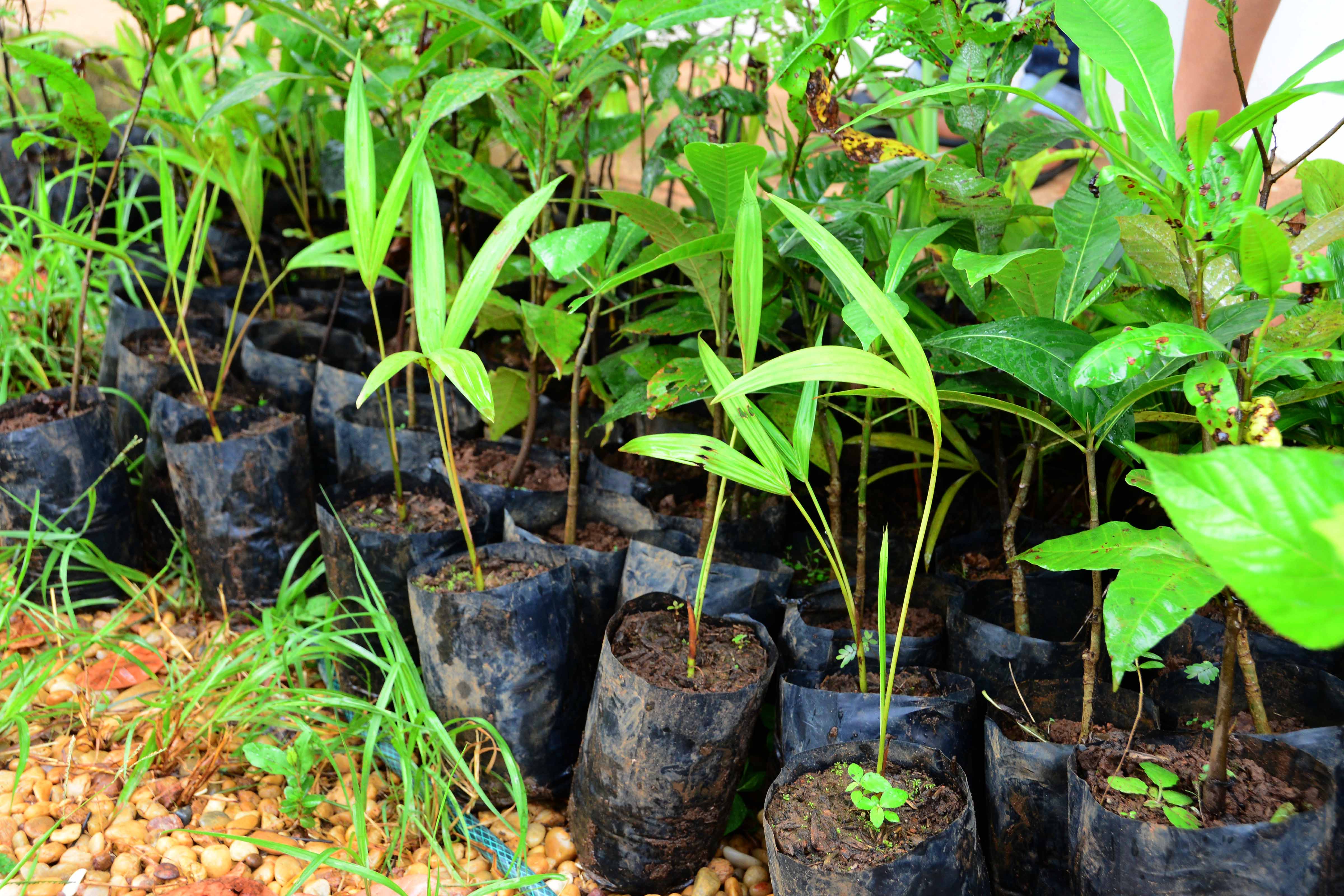 Fundação de Meio Ambiente incentiva recuperação da flora nativa de Palmas