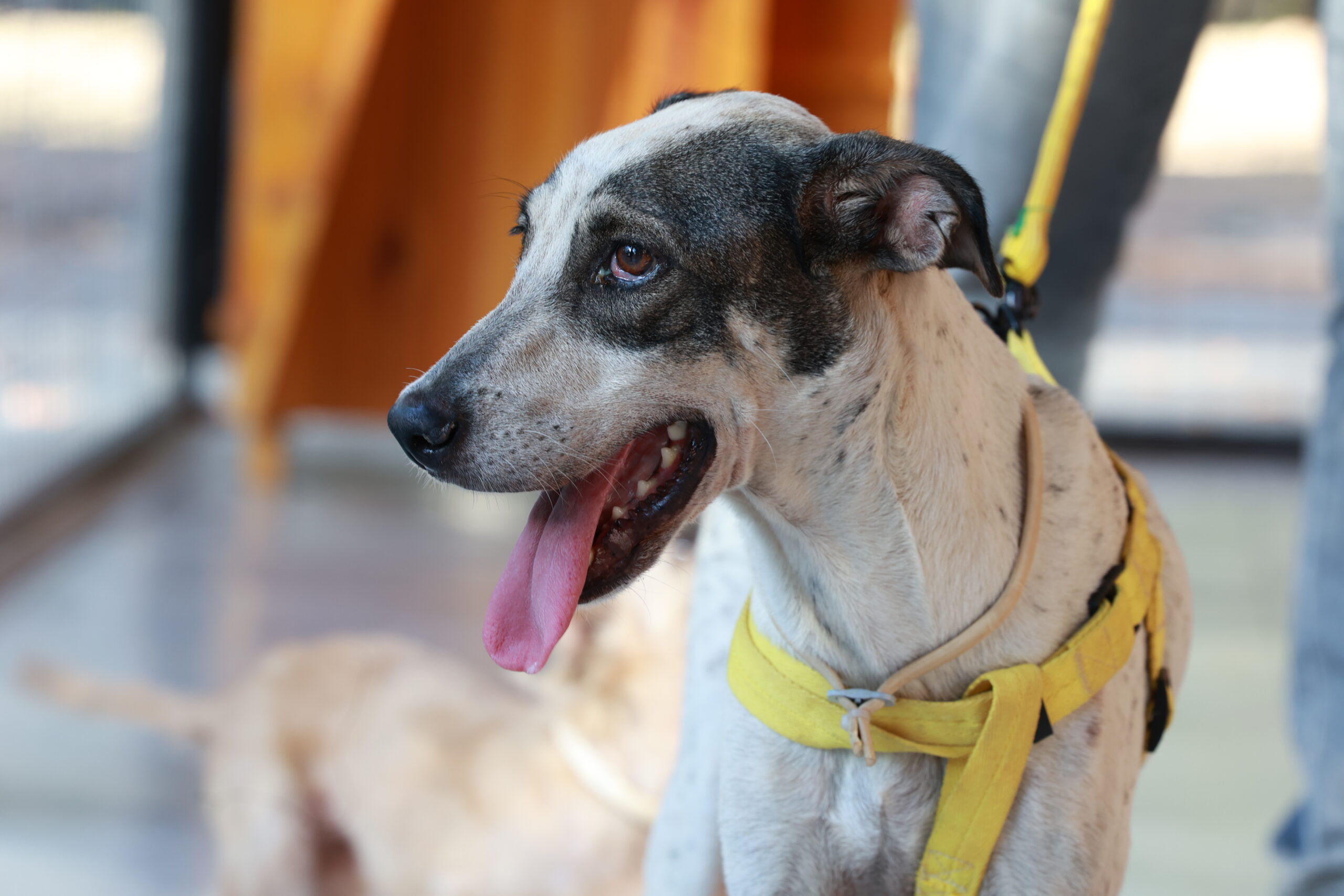 Prefeitura de Palmas orienta tutores sobre prevenção ao câncer de próstata e outras neoplasias em cães e gatos