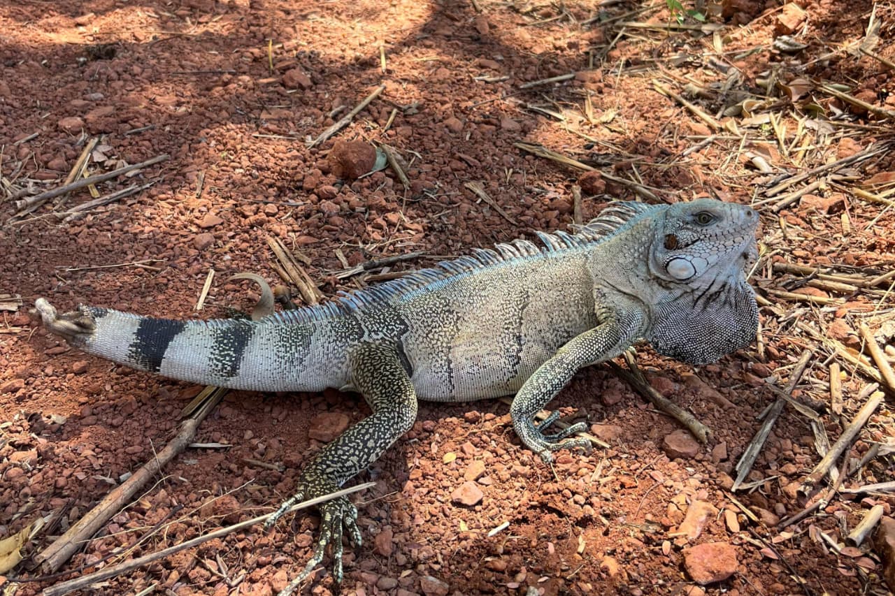 Réptil foi devolvido ao seu habitat natural de forma segura