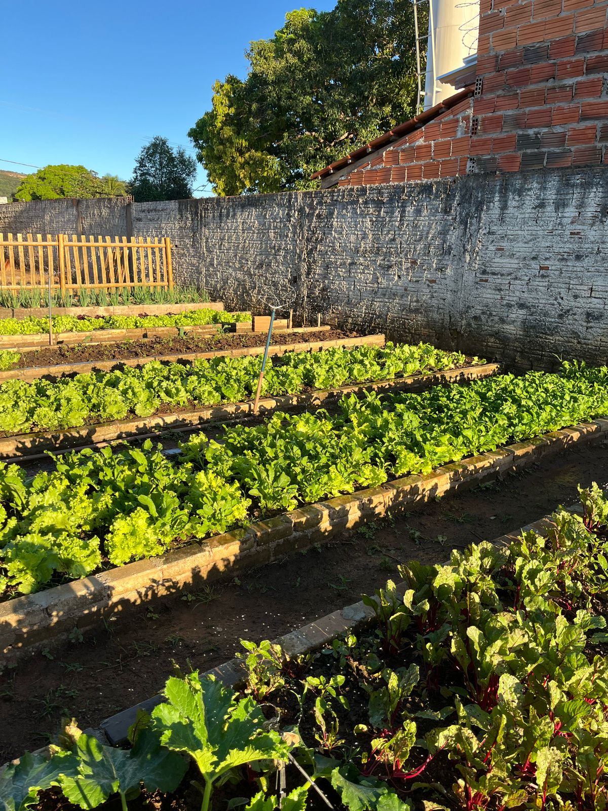 Na horta, há hortaliças como alface, couve, cebolinha e rúcula