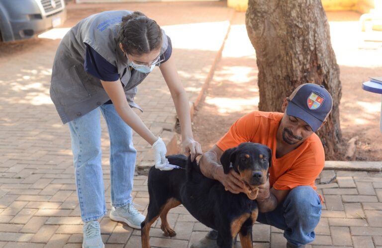 Saiba como levar seu animal de estimação com segurança para a vacinação antirrábica em Palmas