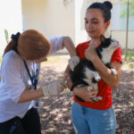 Vacinação antirrábica dos cães e gatos deve ser feita em um intervalo de 12 meses entre uma e outra para que assim possa garantir uma proteção contínua no animal
