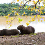 Visitantes do Parque Cesamar receberão orientações sobre comportamento com capivaras