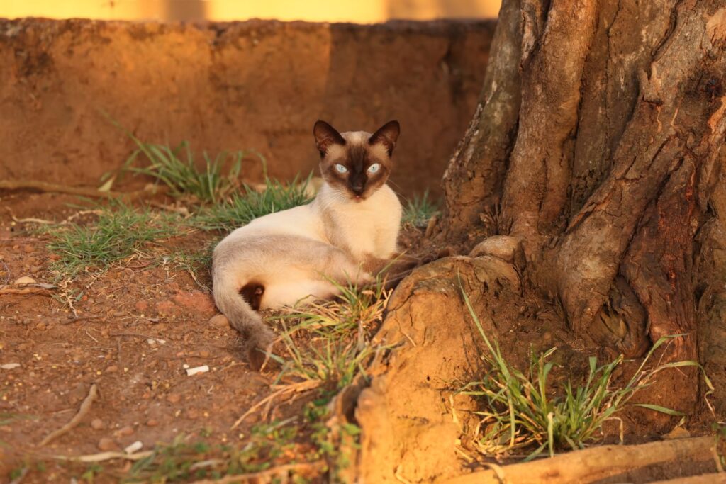 Gata siamesa acolhida em ponto atendido pelo Projeto Aldeia das Patas