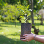 Doações podem acontecer para projetos de arborização e paisagismo