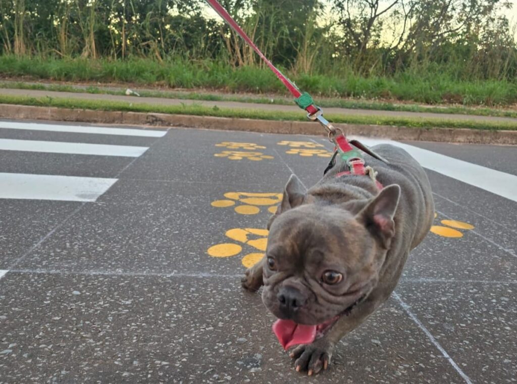 A grande novidade é a pintura de uma faixa exclusiva para a travessia de animais de estimação - Foto: Divulgação