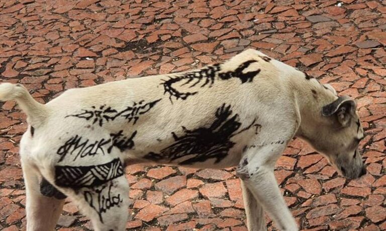 Prefeitura de Palmas alerta sobre nova lei que proíbe tatuagens e piercings em cães e gatos
