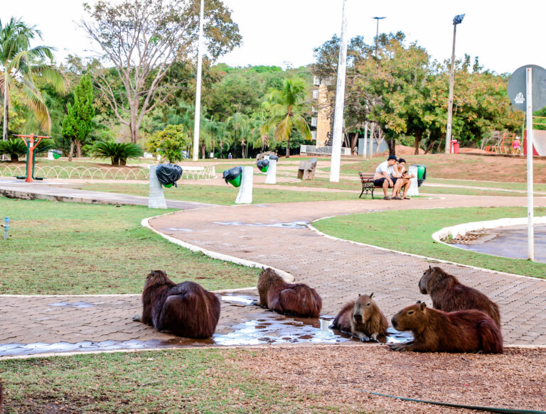 Prefeitura de Palmas realiza ação educativa no Parque Cesamar para incentivar respeito à fauna local