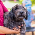 As coleiras só podem ser colocadas em cães com mais de três meses de idade