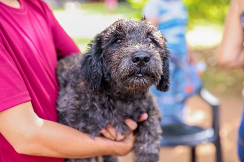 As coleiras só podem ser colocadas em cães com mais de três meses de idade