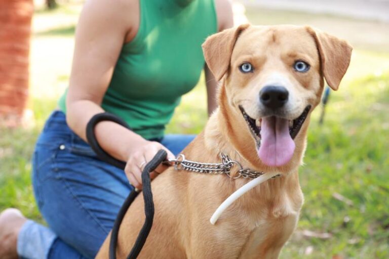 Prefeitura de Palmas realiza mais de 15 mil encoleiramentos de cães para prevenção do calazar