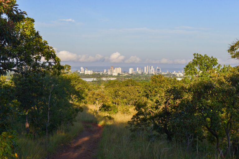 Prefeitura de Palmas alerta para a importância da preservação das florestas