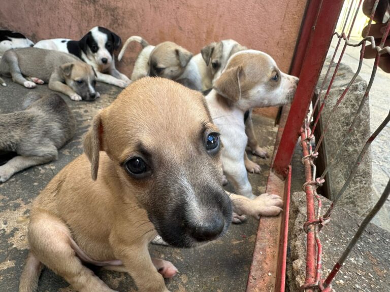 Prefeitura de Palmas adota castração como estratégia para mais saúde e controle populacional de cães e gatos