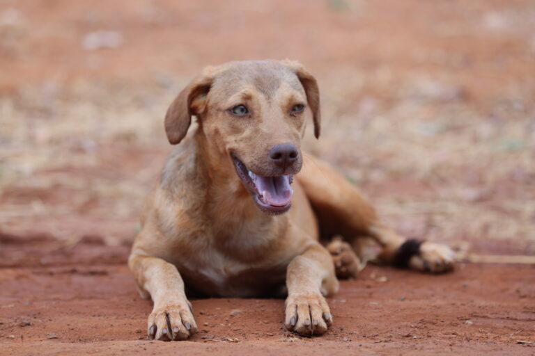 Prefeitura de Palmas lança o primeiro Mutirão Animal de Rua Zero e inicia castração de cães e gatos no Taquari