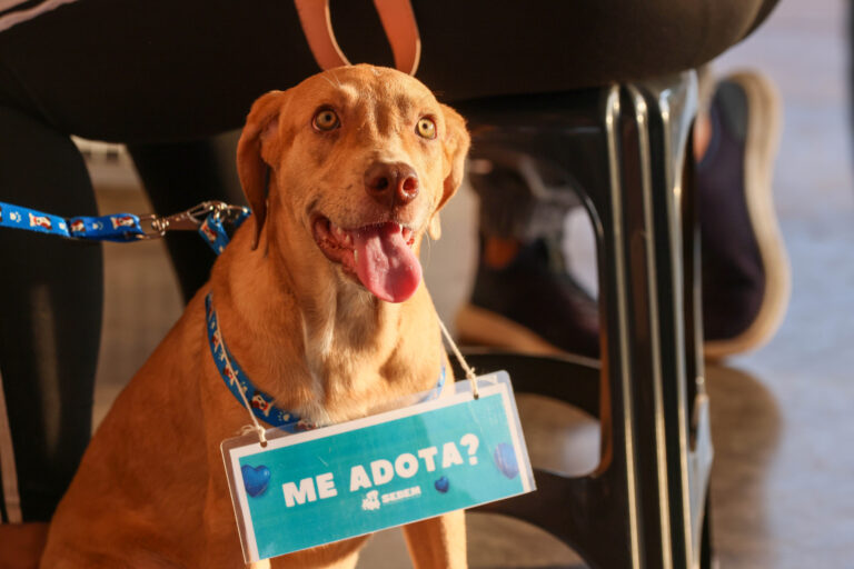 Prefeitura de Palmas participa do Pet Day com ação de adoção de cães e gatos resgatados