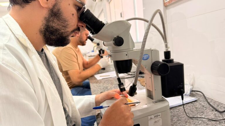 Mais de oito mil ovos do Aedes Aegypti são capturados com armadilhas denominadas de ovitrampas em Palmas