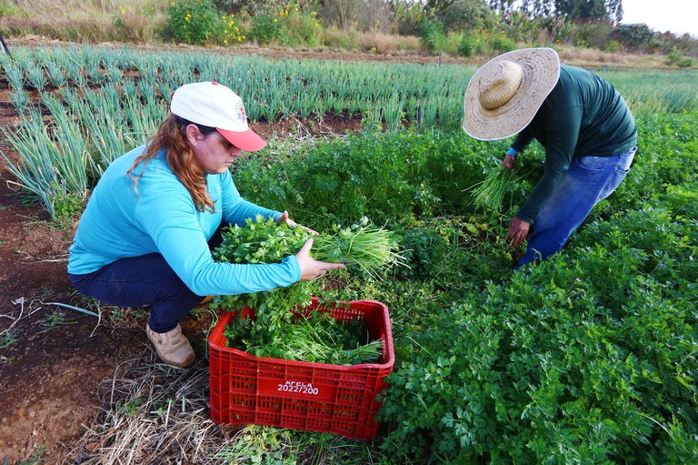 Prefeitura de Palmas lança edital de credenciamento de agricultores familiares para o Programa de Aquisição de Alimentos