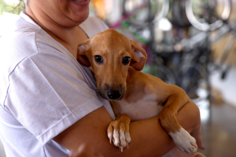 Prefeitura de Palmas reforça proibição de fogos com estampido para proteção de crianças, idosos, autistas e animais