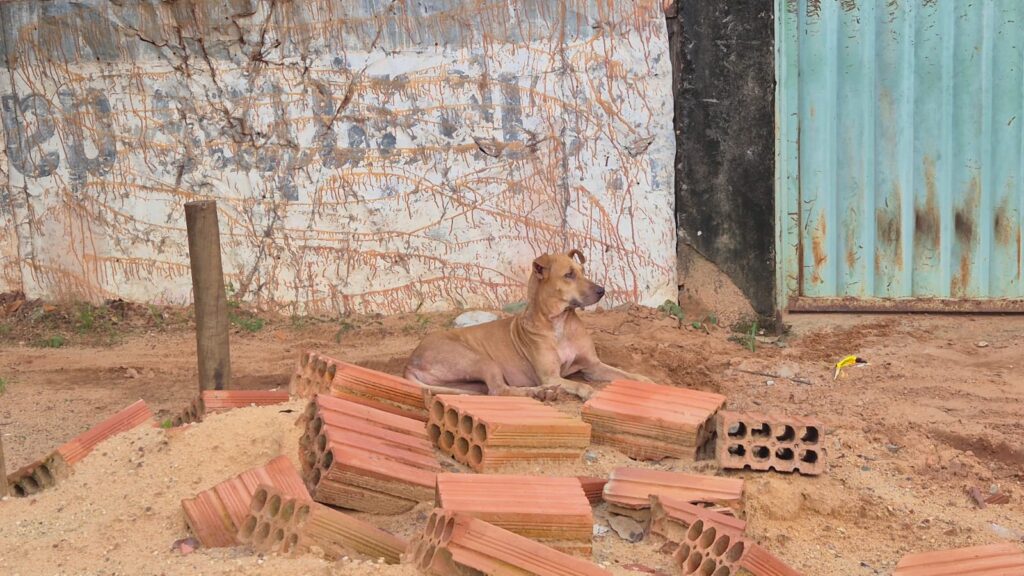 Ação conjunta leva orientação e atendimento veterinário aos animais das famílias atingidas pelo vendaval - Foto: Divulgação