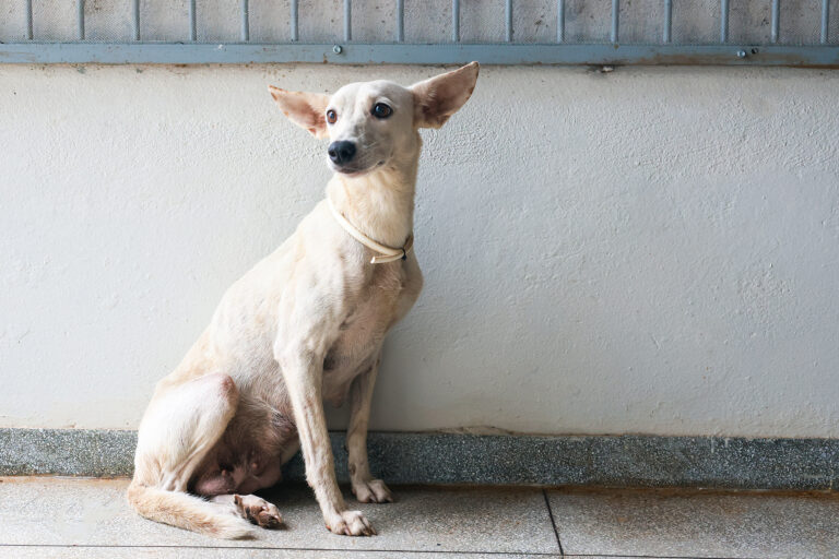 Prefeitura de Palmas alerta para riscos da injeção anticio em cães e gatos
