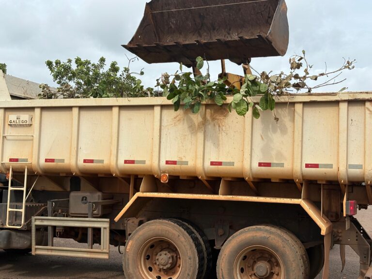 Prefeitura de Palmas trabalha na remoção de galhos e árvores caídas após forte vendaval no Taquari