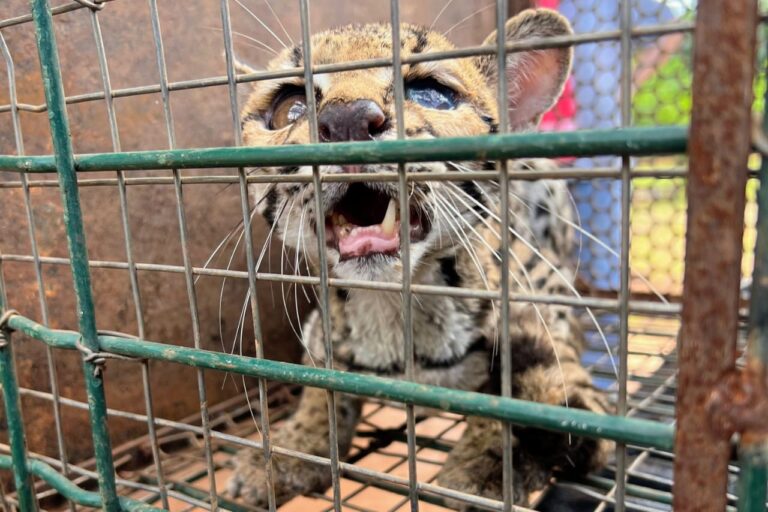 Guarda Metropolitana Ambiental de Palmas resgata jaguatirica ferida próxima à Serra do Lajeado